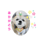 シーズーマックン（個別スタンプ：5）