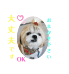 シーズーマックン（個別スタンプ：6）