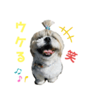 シーズーマックン（個別スタンプ：7）