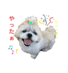シーズーマックン（個別スタンプ：8）
