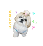 シーズーマックン（個別スタンプ：9）