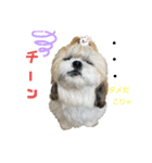 シーズーマックン（個別スタンプ：13）