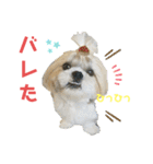 シーズーマックン（個別スタンプ：15）