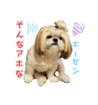 シーズーマックン（個別スタンプ：18）