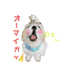 シーズーマックン（個別スタンプ：19）