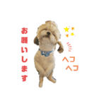 シーズーマックン（個別スタンプ：23）