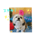 シーズーマックン（個別スタンプ：32）