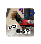 ガロらいとフレンド（個別スタンプ：4）