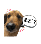 ガロらいとフレンド（個別スタンプ：15）