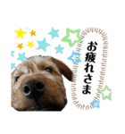 ガロらいとフレンド（個別スタンプ：19）
