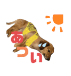 ガロらいとフレンド（個別スタンプ：26）