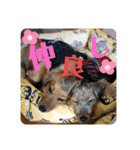 ガロらいとフレンド（個別スタンプ：33）