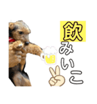 ガロらいとフレンド（個別スタンプ：40）