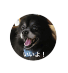 キャンディとコロン（個別スタンプ：1）