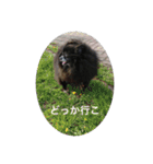 キャンディとコロン（個別スタンプ：3）
