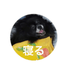 キャンディとコロン（個別スタンプ：5）