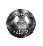 キャンディとコロン（個別スタンプ：6）