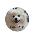 キャンディとコロン（個別スタンプ：7）
