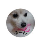 キャンディとコロン（個別スタンプ：11）