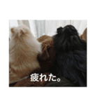 キャンディとコロン（個別スタンプ：13）