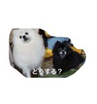 キャンディとコロン（個別スタンプ：14）