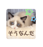 ラグドールのさくらちゃん①（個別スタンプ：4）