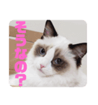 ラグドールのさくらちゃん①（個別スタンプ：6）