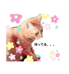中澤家の猫（個別スタンプ：1）