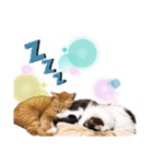 中澤家の猫（個別スタンプ：4）