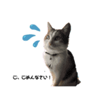 中澤家の猫（個別スタンプ：5）