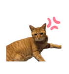 中澤家の猫（個別スタンプ：6）