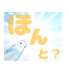 実写インコのデカ文字（個別スタンプ：31）