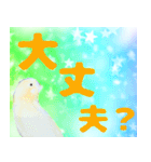 実写インコのデカ文字（個別スタンプ：34）