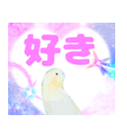 実写インコのデカ文字（個別スタンプ：36）