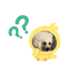 僕チャーリー（個別スタンプ：6）