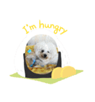 僕チャーリー（個別スタンプ：11）