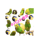 らんまるすたんぷ5（個別スタンプ：3）