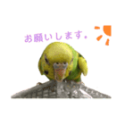 らんまるすたんぷ5（個別スタンプ：5）