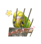 らんまるすたんぷ5（個別スタンプ：8）