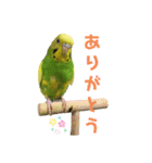 らんまるすたんぷ5（個別スタンプ：12）