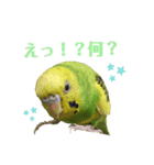 らんまるすたんぷ5（個別スタンプ：14）