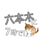 【待ち合わせ】東京ネコ 1.1（個別スタンプ：2）