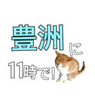 【待ち合わせ】東京ネコ 1.1（個別スタンプ：16）