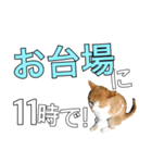 【待ち合わせ】東京ネコ 1.1（個別スタンプ：23）
