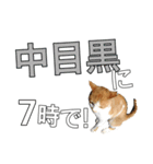 【待ち合わせ】東京ネコ 1.1（個別スタンプ：24）