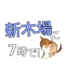 【待ち合わせ】東京ネコ 1.1（個別スタンプ：32）