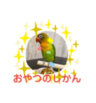 Love Bird samba ＜ボタンインコ＞❺（個別スタンプ：20）