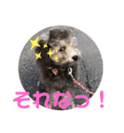 モフモフトイプードルの小梅①（個別スタンプ：9）