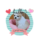 さくらクッキースタンプ（個別スタンプ：4）