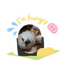 さくらクッキースタンプ（個別スタンプ：8）